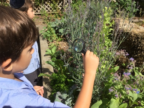 Studying food chains in the garden