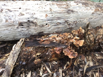 Fungi colonising fallen logs
